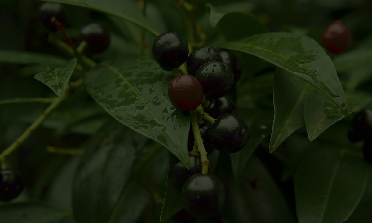 Groenblijvende haagplanten voor inbraakwerende hagen