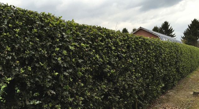 Welke soorten hulst