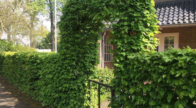 Haagplanten met veelzeggende namen