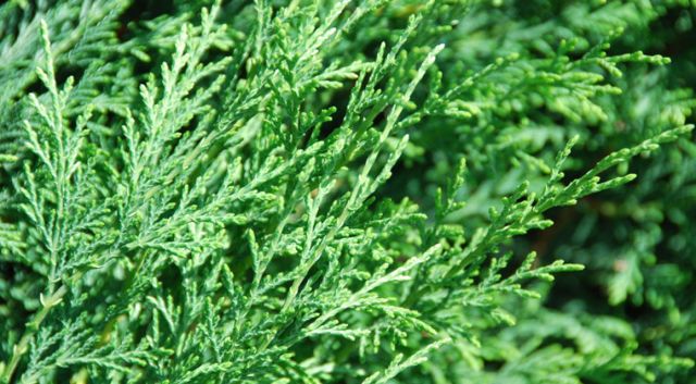 Verschillen tussen de Californische cipres en de leylandii