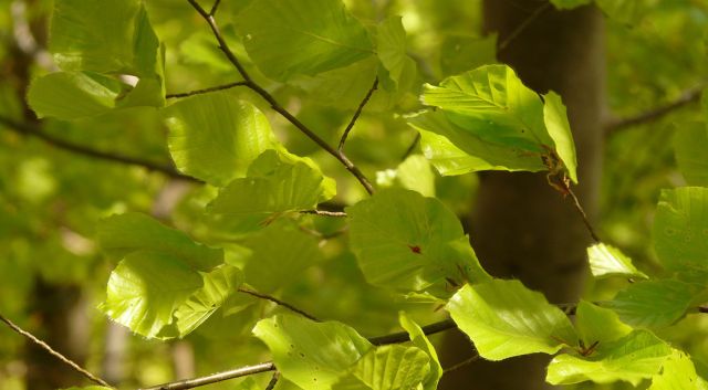 Wat is er mogelijk met de groene beuk?