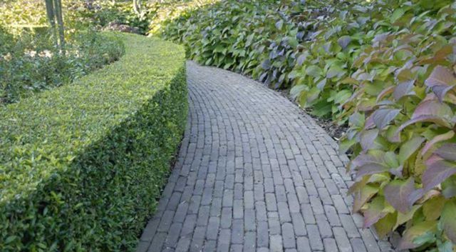 Aziatische haagplanten