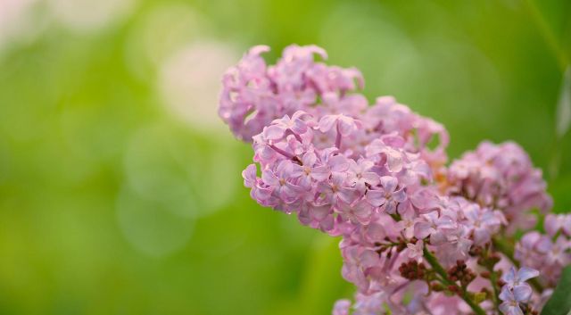 Close-up op de gewone sering