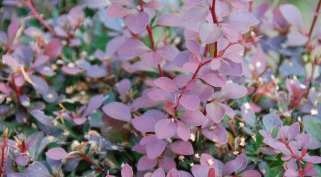 Close up op de berberis