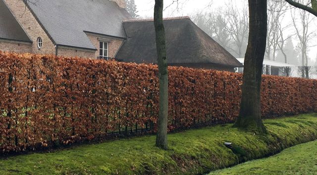 Niet-wintergroene haagplanten die hun bladeren behouden