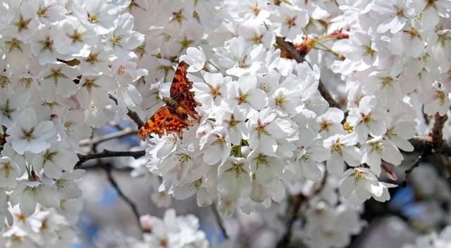 Het is bijna lente: dit kunt u in de tuin doen