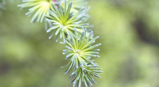 Tuin uitheemse planten