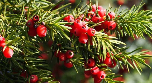 Giftige haagplanten gevaarlijk