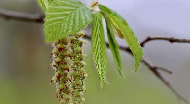 haagbeuk veelzijdige haagplant
