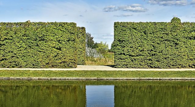 Haagplanten die tegen veel water kunnen