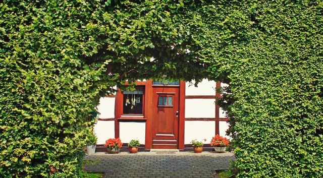 Wanneer worden haagplanten weer groen