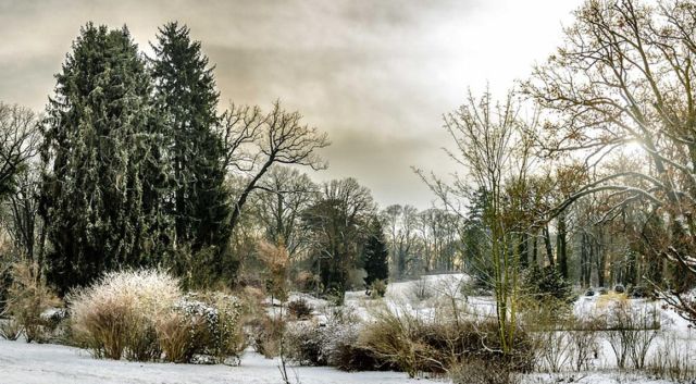 Haagplanten in winterrust