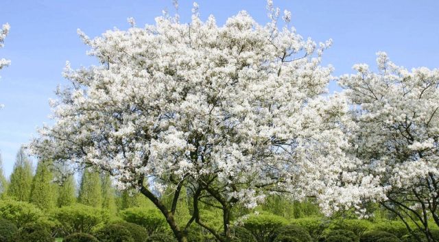 Haagplanten die op kaal hout bloeien