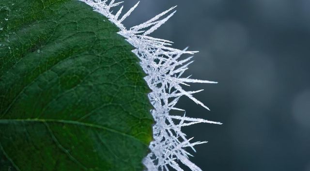 Haagplanten tegen de kou beschermen