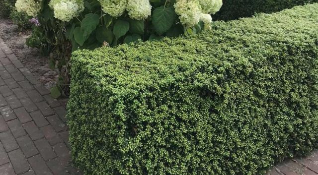 beste haagplanten lage hagen