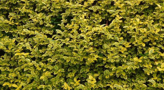 haagplanten stekken