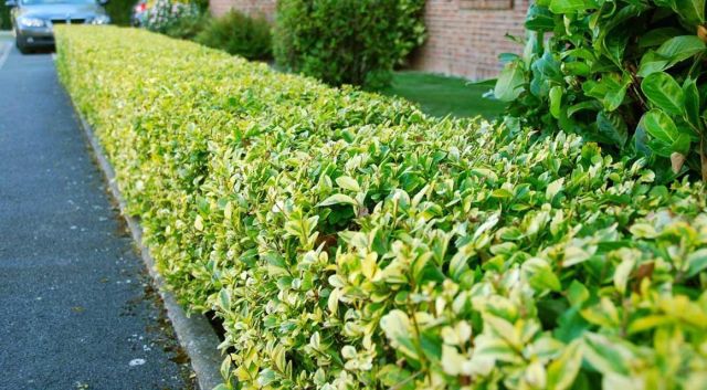 Haagplanten met tweekleurige bladeren
