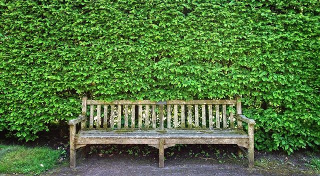 Haagplanten die voor verschillende soorten hagen geschikt zijn