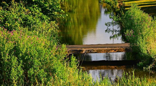 Haagplanten aan water