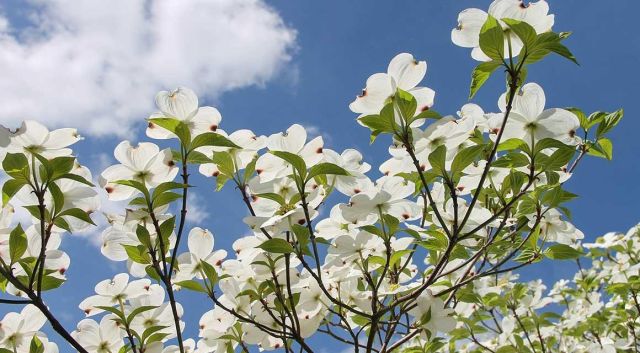 Deze haagplanten maken de winter mooier