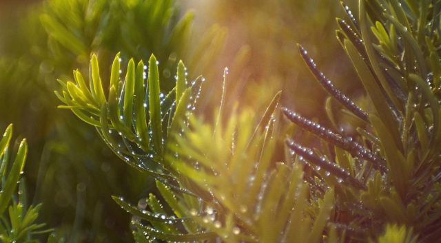 Zijn inheemse haagplanten beter winterhard