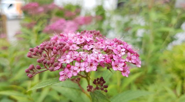 Japanse haagplanten in Nederlandse tuinen