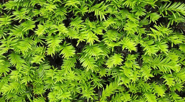 voordelen langzaam groeiende haagplanten