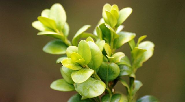 De meest onderhoudsarme tuin