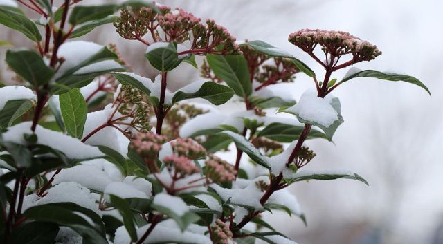 De mooiste winterbloeiers