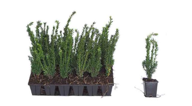 Nieuw in ons assortiment plantgoed-trays