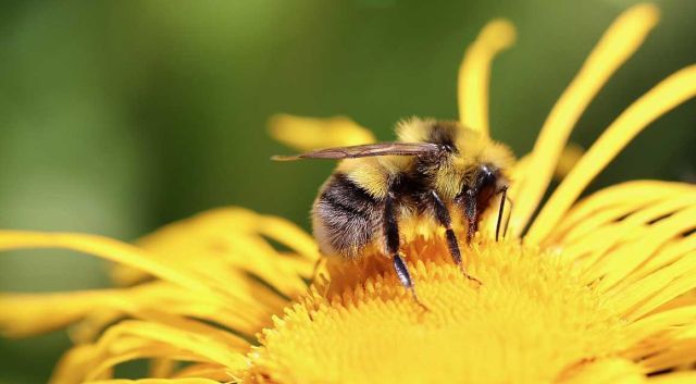 nieuwe borderpakketten tuin 