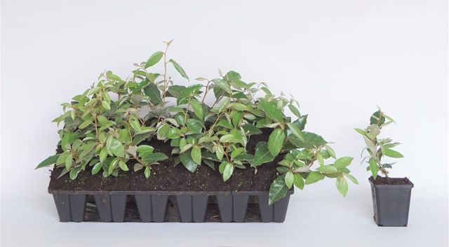 Plantgoed-trays vergeleken met andere soorten wortels