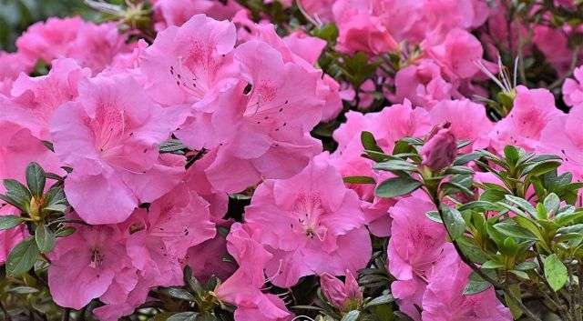 Rhododendron prachtige voorjaarsbloeier
