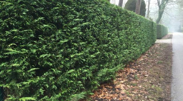 Subtiel bloeiende planten thuja