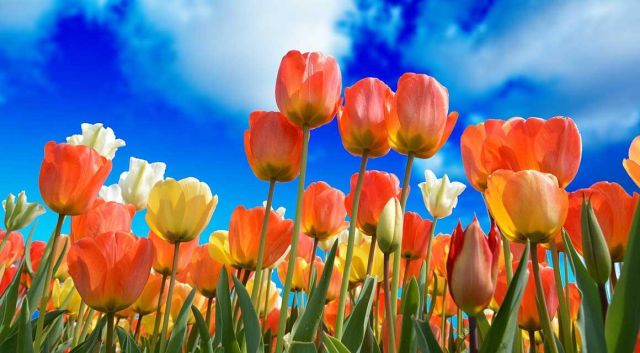 Maak uw tuin gezellig met bloemen