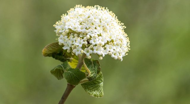 tuin voorbereiden op een nieuwe haag