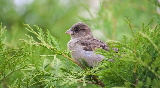 Vogels in de tuin