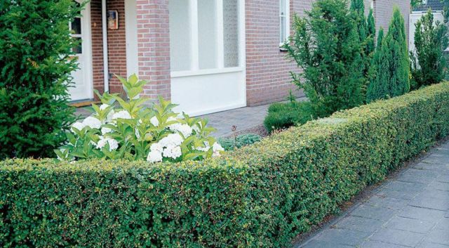 Welke wortelsoorten bestaan er