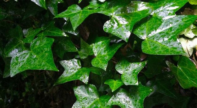 Verschil wintergroen winterhard