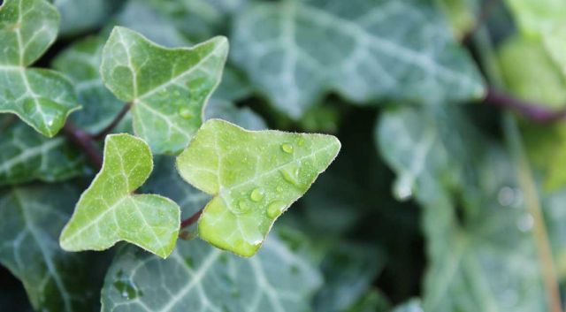 Welke wintergroene loofplanten voor welk type haag