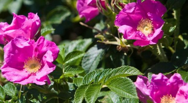 Wat doet zout met haagplanten?