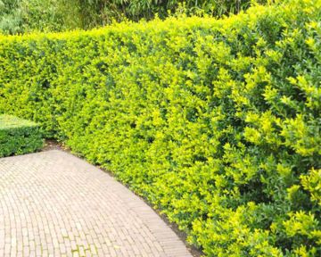 Japanse hulst 'Green Hedge'