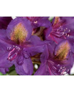 Rhododendron: Een Prachtige Voorjaarsbloeier