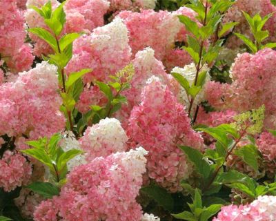 Pluimhortensia 'Vanille Fraise'