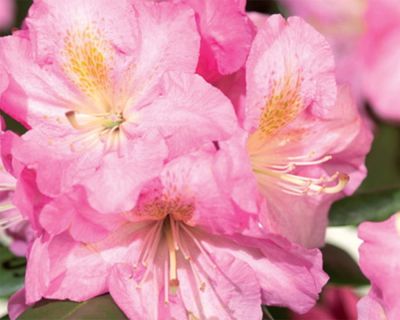 Rhododendron 'Scintillation'