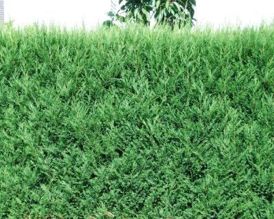 Leylandii conifeer