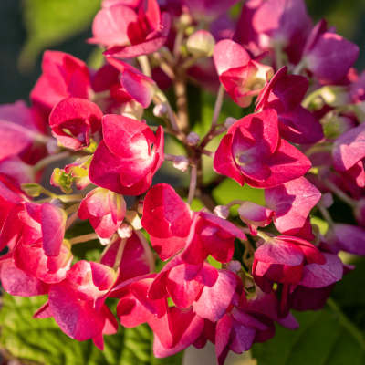 Hortensia 'Red Baron'