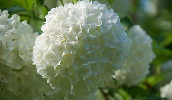 Viburnum pflanzen