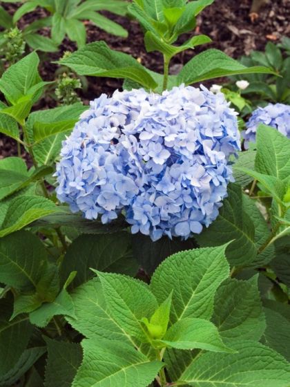 Hortensia Endless Summer
