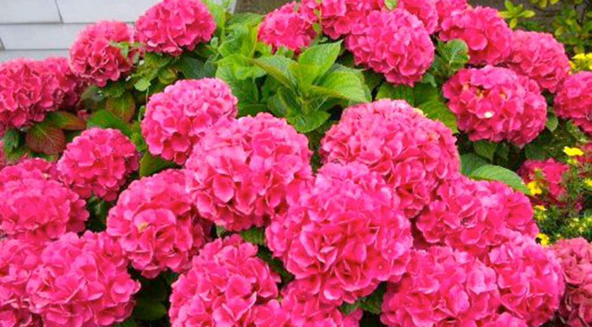 Hortensia haag